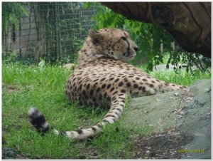 Zoo La Flèche
