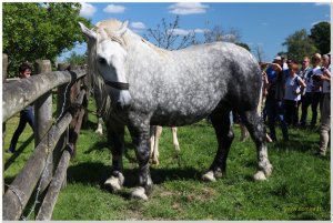 chevaux percherons